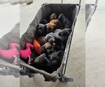 Small #3 Cane Corso