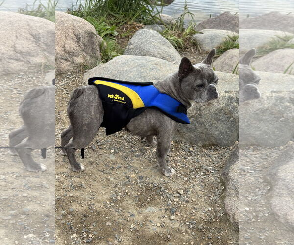 Medium Photo #3 French Bulldog Puppy For Sale in St. Louis Park, MN, USA