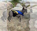 Small #2 French Bulldog