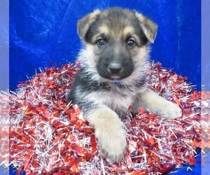 German Shepherd Dog Puppy for sale in HARTVILLE, MO, USA