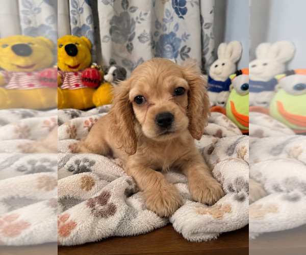 Medium Photo #22 Cocker Spaniel Puppy For Sale in DURHAM, CT, USA