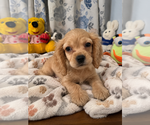 Small #21 Cocker Spaniel