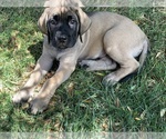Small Photo #1 Mastiff Puppy For Sale in TEMECULA, CA, USA