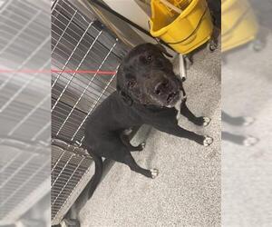 Labrador Retriever-Unknown Mix Dogs for adoption in Houston, TX, USA