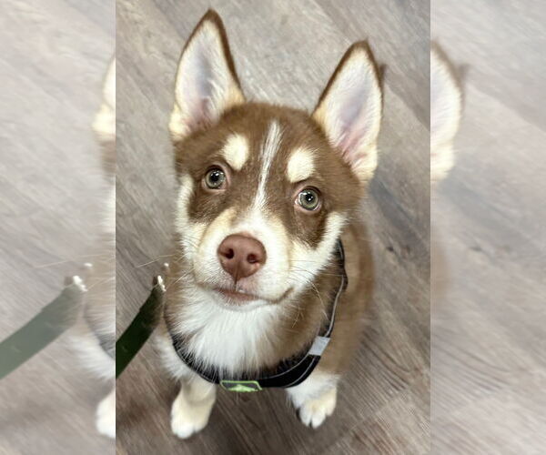Medium Photo #1 Siberian Husky-Unknown Mix Puppy For Sale in Clarkston, MI, USA