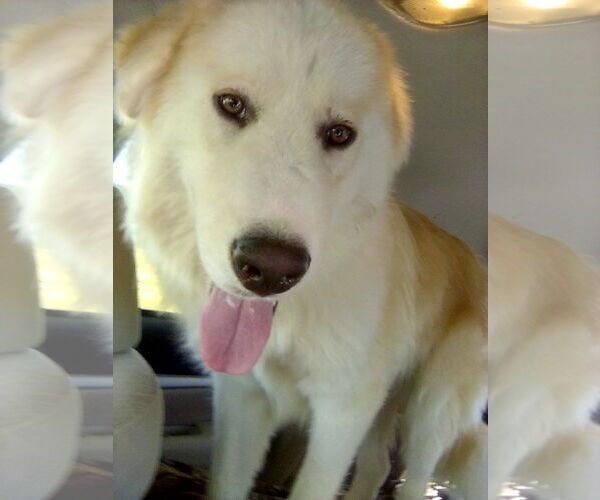 Medium Photo #6 Great Pyrenees Puppy For Sale in Spring, TX, USA