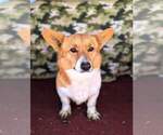 Small Photo #1 Pembroke Welsh Corgi Puppy For Sale in KEENESBURG, CO, USA