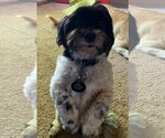 Buddy - Male Shih Tzu Dog for Adoption - Small photo