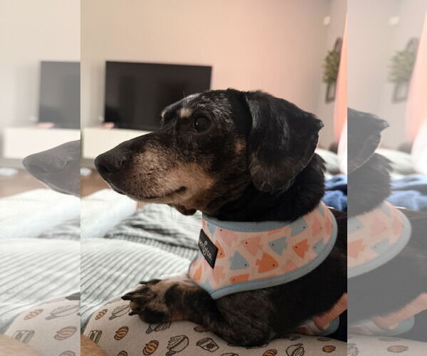 Medium Photo #1 Dachshund Puppy For Sale in Wheaton, IL, USA