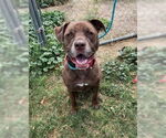 Small #7 Labrador Retriever-Staffordshire Bull Terrier Mix