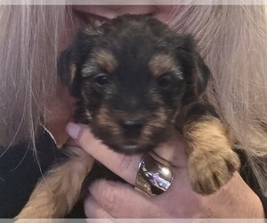 Yorkshire Terrier Puppy for sale in ALEXANDER CITY, AL, USA