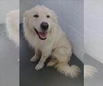 Small #3 Great Pyrenees