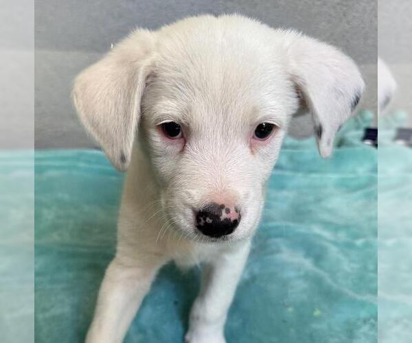 Medium Photo #2 Pointer-Unknown Mix Puppy For Sale in San Diego, CA, USA