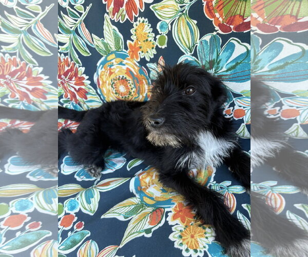 Medium Photo #3 Airedale Terrier-Unknown Mix Puppy For Sale in Wheaton, IL, USA