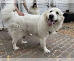 Small #10 Great Pyrenees