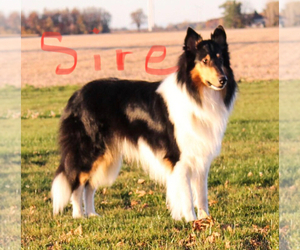 Father of the Collie puppies born on 04/28/2022