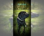 Small Photo #1 Labrador Retriever Puppy For Sale in BUMPASS, VA, USA