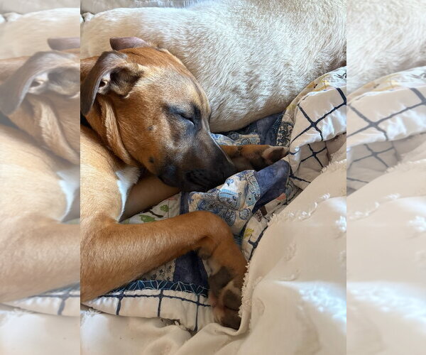 Medium Photo #4 Bull Terrier-Unknown Mix Puppy For Sale in Woodland Hills, CA, USA