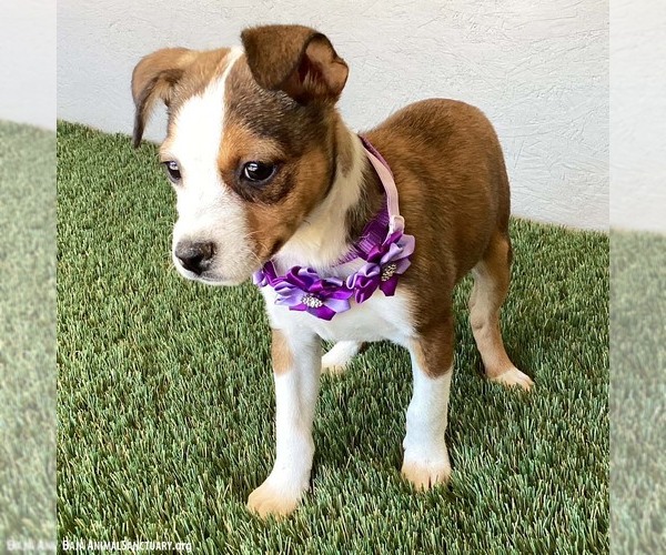 Medium Photo #4 Jug Puppy For Sale in San Diego, CA, USA