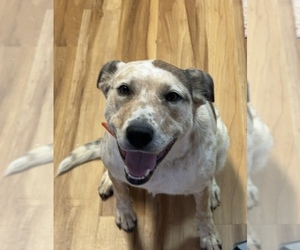 Australian Cattle Dog Dogs for adoption in COVINGTON, VA, USA