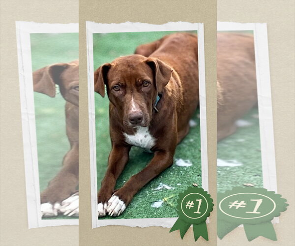 Medium Photo #1 Retriever -Unknown Mix Puppy For Sale in columbia, SC, USA