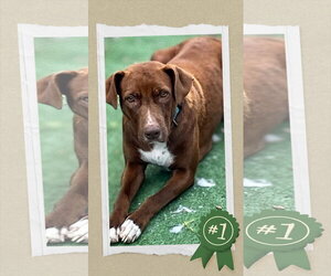 Retriever -Unknown Mix Dogs for adoption in columbia, SC, USA