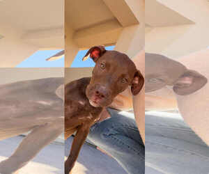 Labrador Retriever-Unknown Mix Dogs for adoption in MIDWAY, UT, USA