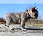 Small #4 French Bulldog