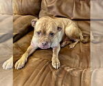 Small #2 Mutt