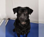Lumen - Female Labrador Retriever-Unknown Mix Dog for Adoption - Small photo