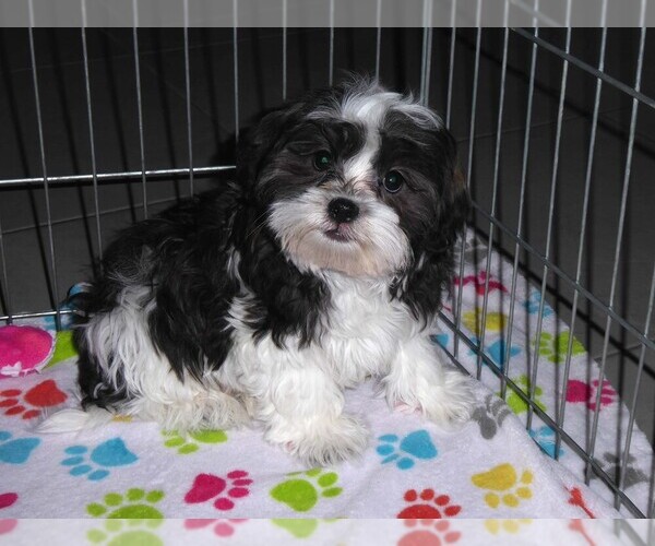 Medium Photo #9 Mal-Shi Puppy For Sale in ORO VALLEY, AZ, USA