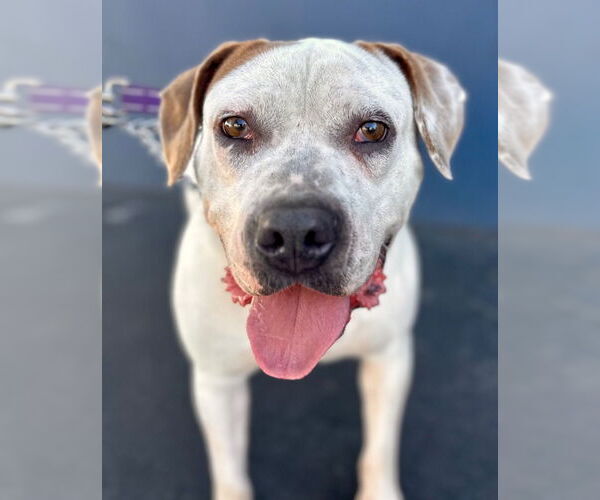 Medium Photo #21 Bulloxer Puppy For Sale in Lake Forest, CA, USA