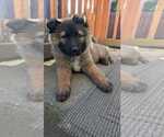 Small #23 German Shepherd Dog