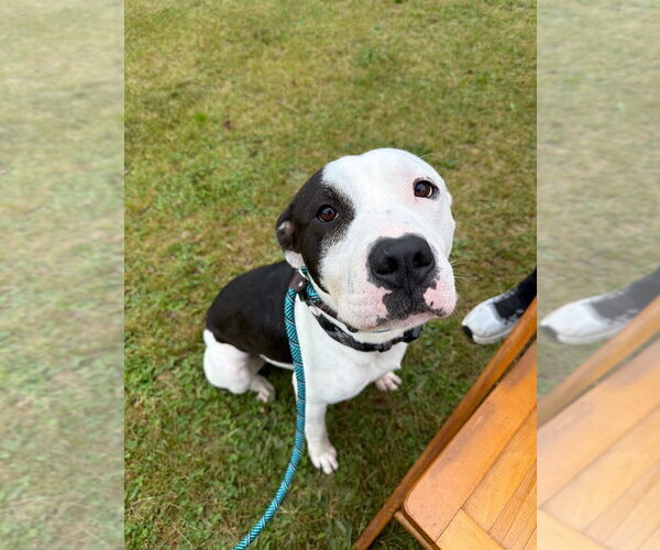 Medium Photo #6 American Staffordshire Terrier Puppy For Sale in Pierceton , IN, USA