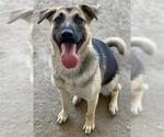 Small #2 German Shepherd Dog