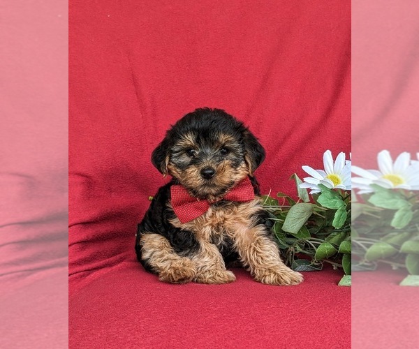 Medium Photo #1 YorkiePoo Puppy For Sale in LINCOLN UNIVERSITY, PA, USA