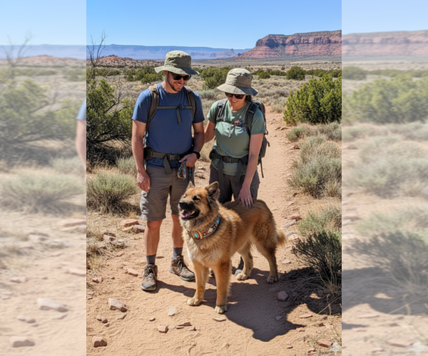 Medium Photo #1 Mutt Puppy For Sale in Pena Blanca, NM, USA