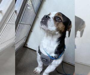Pug-Unknown Mix Dogs for adoption in Santa Barbara, CA, USA