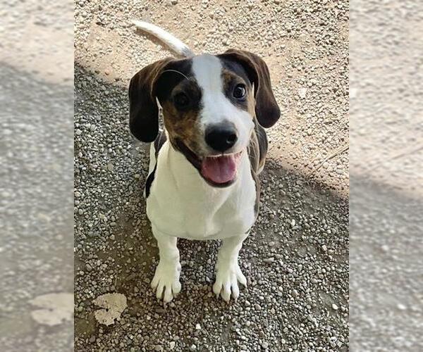 Medium Photo #1 Beagle-Unknown Mix Puppy For Sale in Peoria, IL, USA