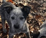 Small #8 Australian Cattle Dog