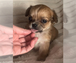 Small #5 Chihuahua