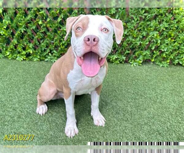 Medium Photo #1 American Pit Bull Terrier Puppy For Sale in West Palm Beach, FL, USA