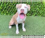 Small American Pit Bull Terrier
