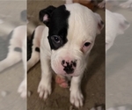Puppy Aria American Bulldog