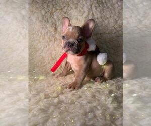 French Bulldog Puppy for sale in BOSTON, MA, USA