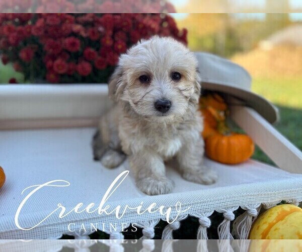 Medium Photo #25 Havachon Puppy For Sale in NIANGUA, MO, USA