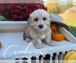 Small Photo #25 Havachon Puppy For Sale in NIANGUA, MO, USA