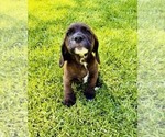 Image preview for Ad Listing. Nickname: Niko