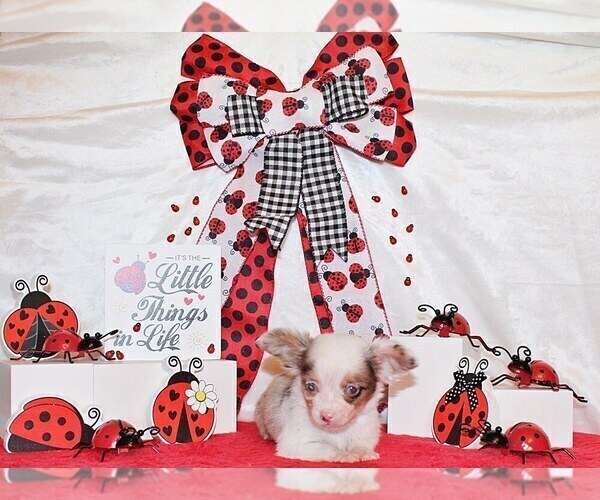 Medium Photo #61 Chihuahua Puppy For Sale in CHARLESTON, AR, USA