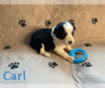 Small Photo #14 Australian Shepherd Puppy For Sale in BETHANY, CT, USA